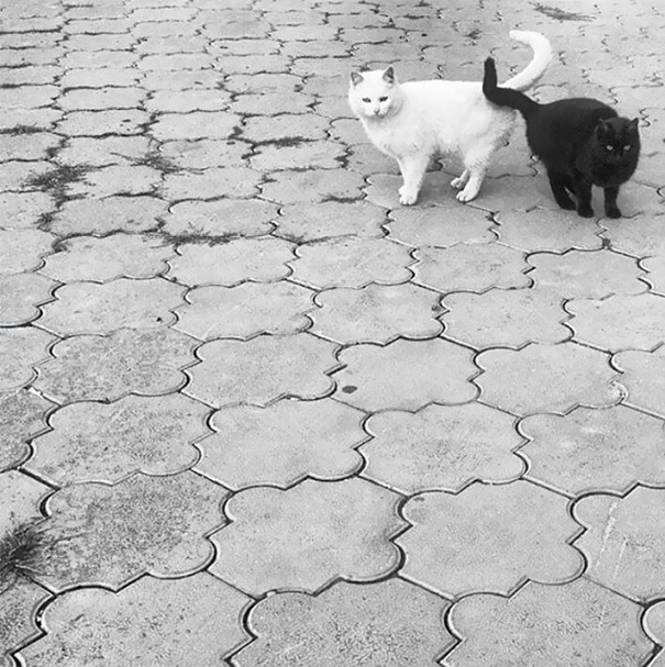 Black And White Cats