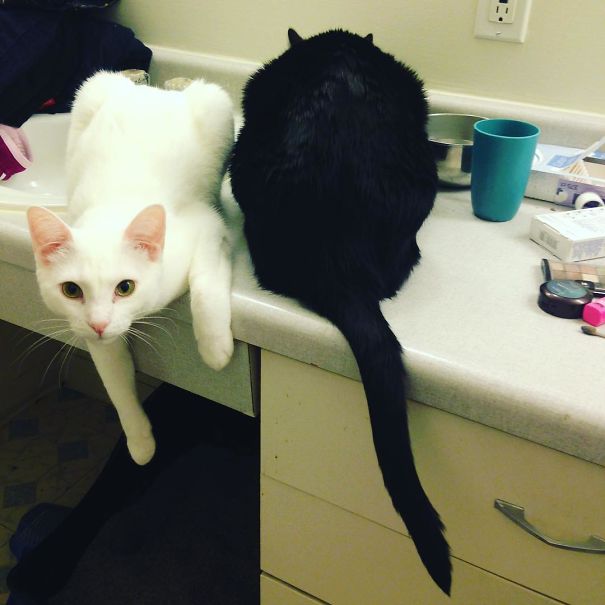 White Paws And Black Tail