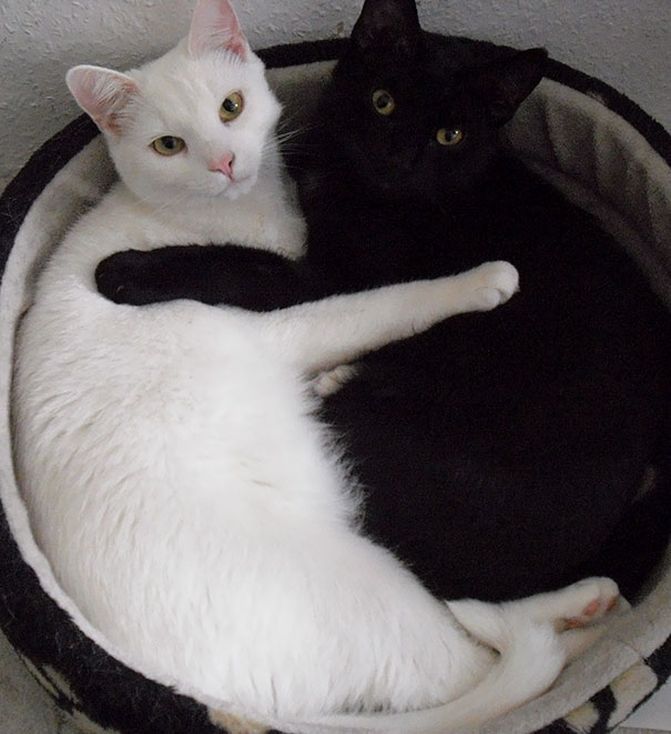 Yin And Yang Cats
