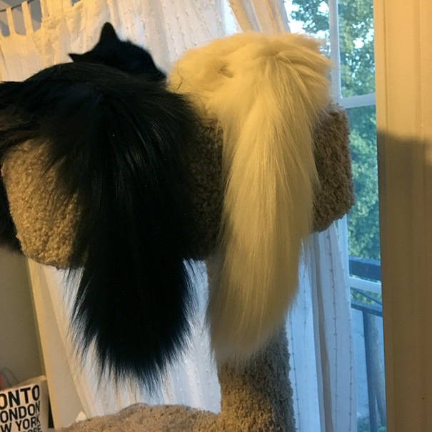 A Rare Snuggly Moment From My Yin And Yang Floofs