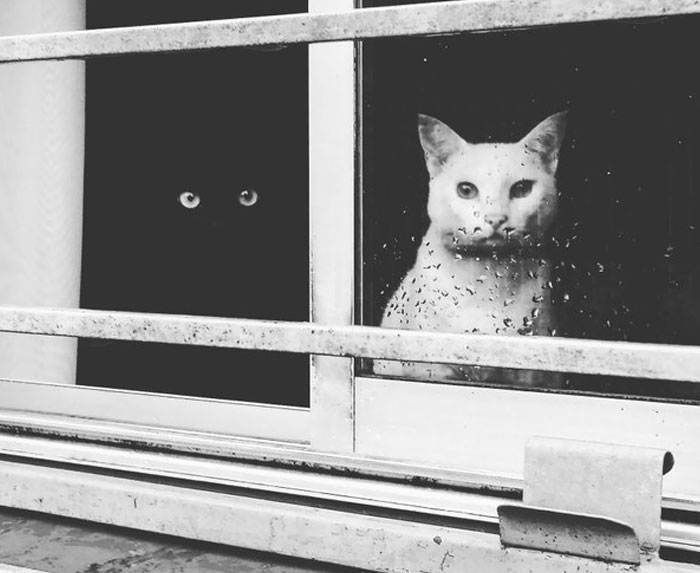 72 Yin And Yang Cats That Look Purffect Together Despite Their Differences