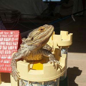 adriaanfrancken avatar