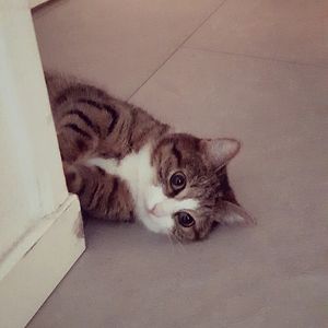 shannahfaustino avatar