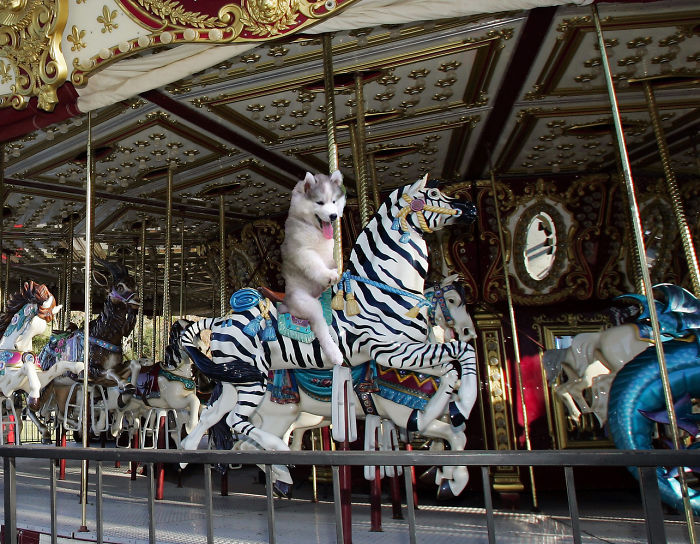 Husky Just Wanna Have Fun