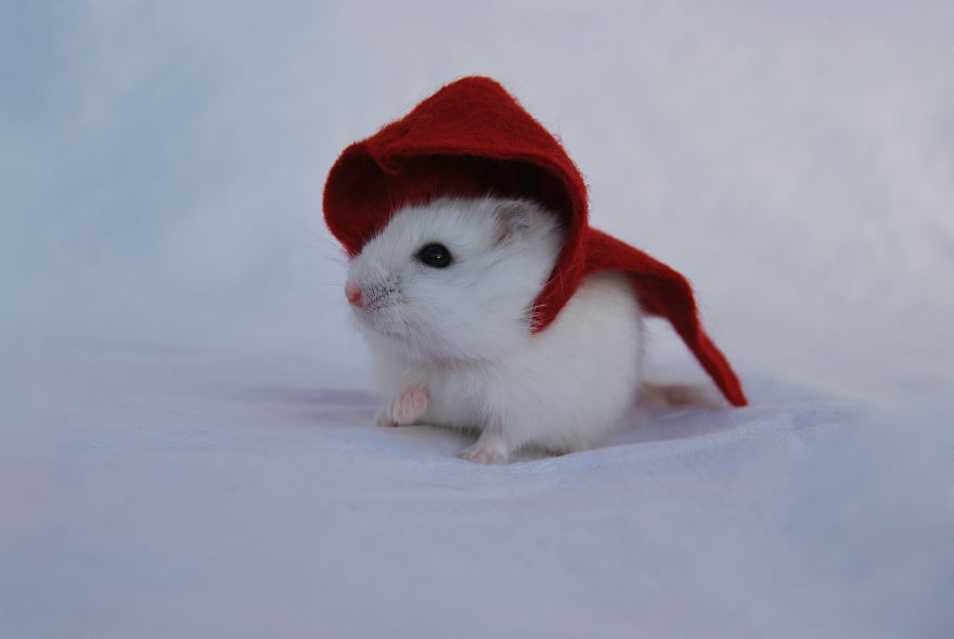 I Photographed My Pets In These Adorable Photoshoots