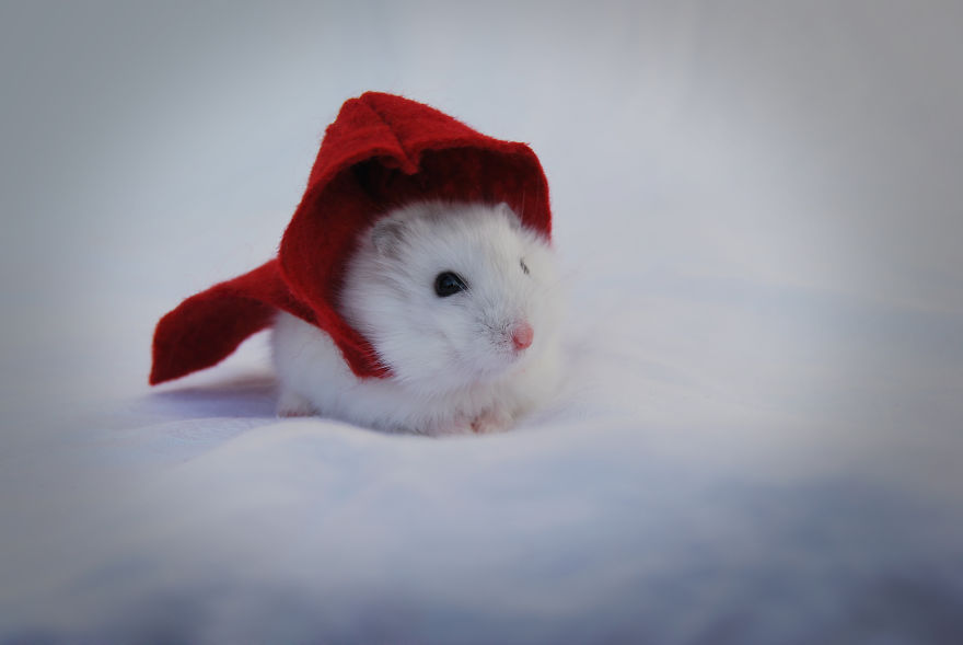 I Photographed My Pets In These Adorable Photoshoots