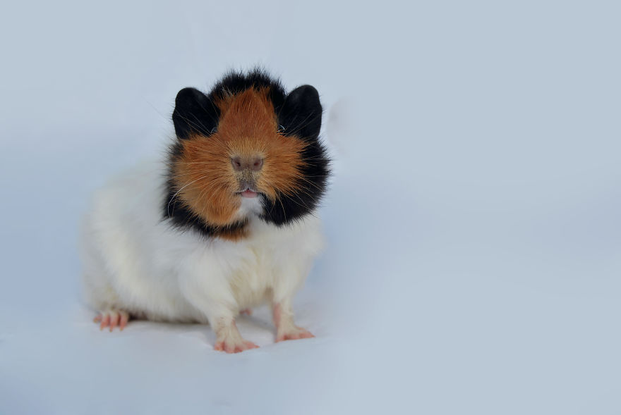 I Photographed My Pets In These Adorable Photoshoots