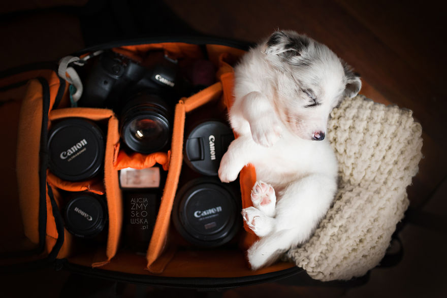 Puppies Decided To Sleep And Have Fun In My Camera Bag