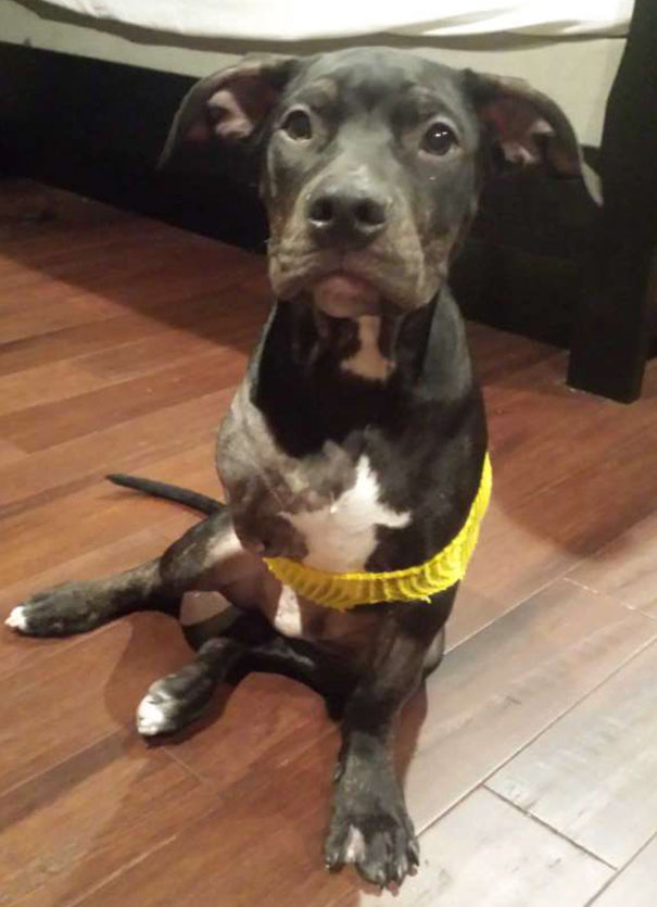 cop-adopts-three-legged-puppy-jack-1