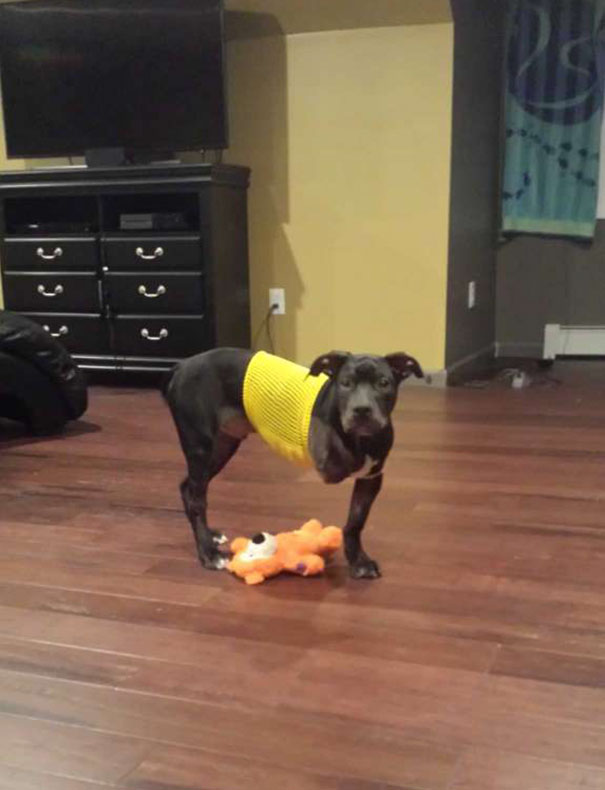 cop-adopts-three-legged-puppy-jack-2