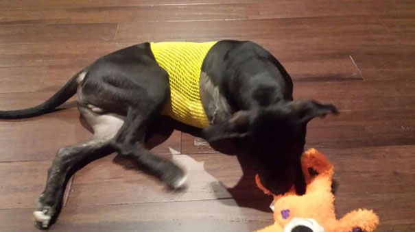 cop-adopts-three-legged-puppy-jack-4