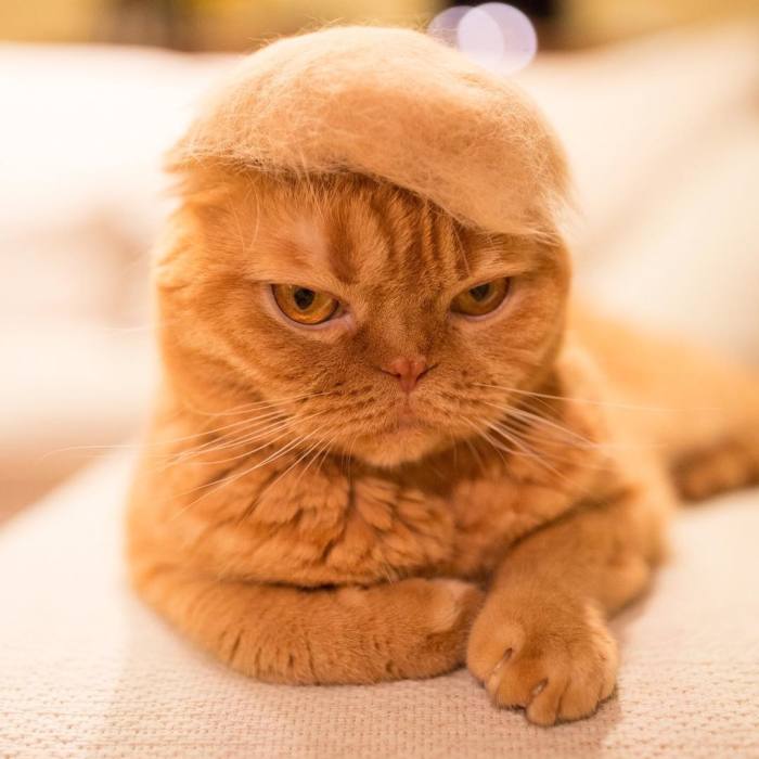 Gatos con gorritos hechos con su propio pelaje