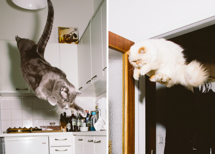 I Capture Curious Cats In Mid-Jump