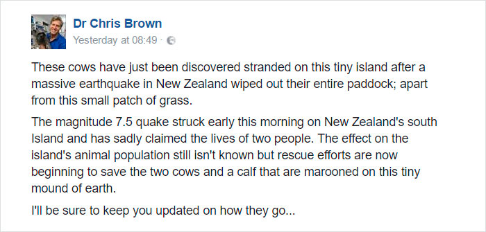 cows-trapped-earthquake-new-zealand-1 cows-trapped-earthquake-new-zealand-1