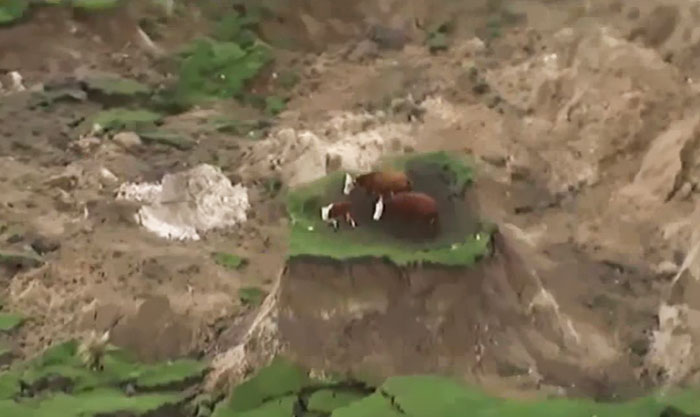 cows-trapped-earthquake-new-zealand-4 cows-trapped-earthquake-new-zealand-4