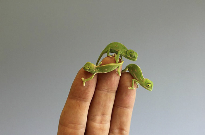 Newly Hatched Baby Chameleons