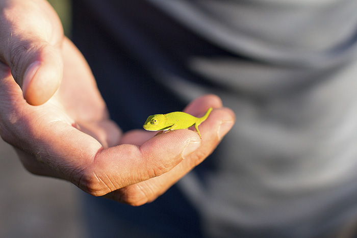 Beautiful Chameleon Spotted On Our Way Up To A Resort In The Rain Forest