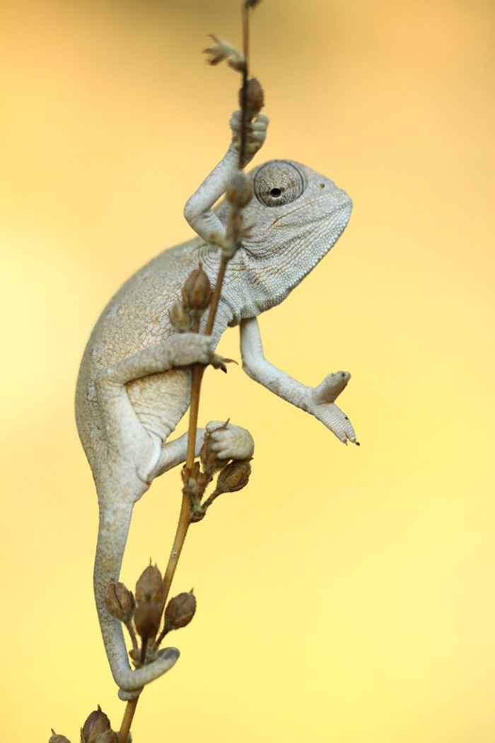 Baby Chameleon Posing For The Picture