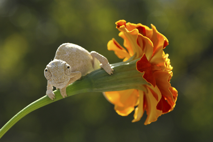 Cute Baby Chameleon