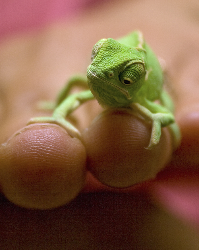 My Daughter's Chameleons Eggs Hatched & I Couldn`t Believe How Small They Were. I Decided To Photograph One Siting On My Wife's Fingers For Comparison