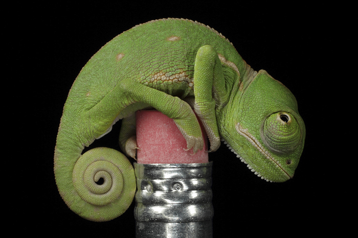 One Day Old Veiled Chameleon