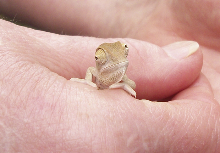 A Baby Veiled Chameleon