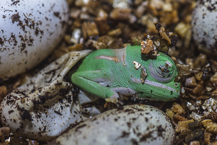 A Baby Yemen Chameleon Was Born. Isn't It Cute?!