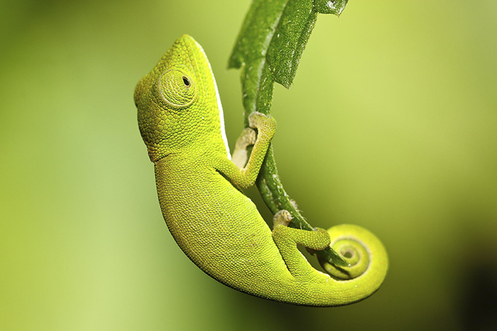 Tiny Chameleon Sleeping At The Tip Of A Leaf. If A Predator Approaches Along The Branch, His Defense Is Simply To Let Go