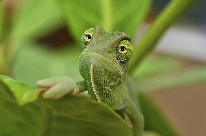 Baby Yemen Chameleon On Leaf