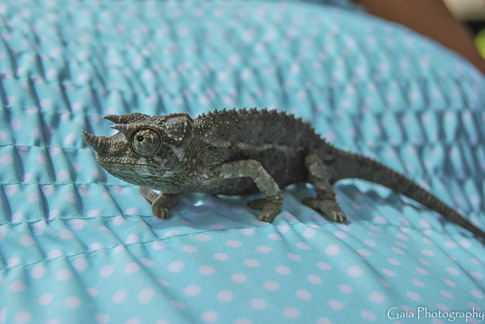 A Friend's Baby Jackson Chameleon Whose Name Is Jack Sparrow