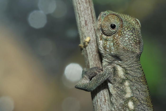 Chameleon Baby