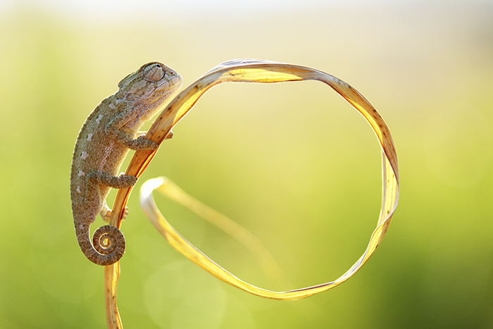 Baby Chameleon