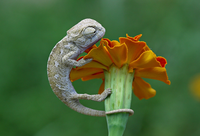 Cute Baby Chameleon