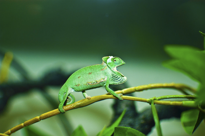 Baby Chameleon I Got To My Girlfriend As A Birthday Present
