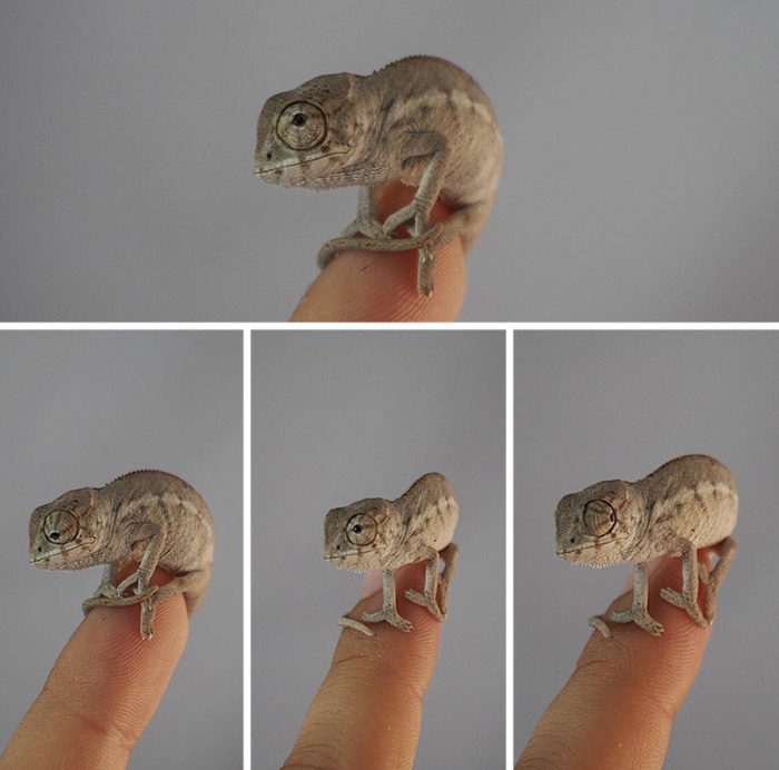 One Month Old Nosy Panther Chameleon, Aka The Cutest Thing On The Planet