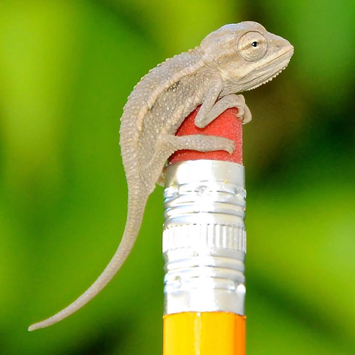 Baby Desert Side Striped Chameleon That Was Just Born!