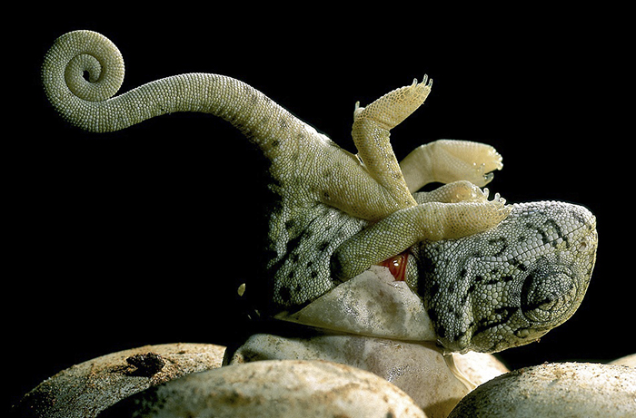 The Newborn Baby Has Not Realised Yet That It Had Hatched