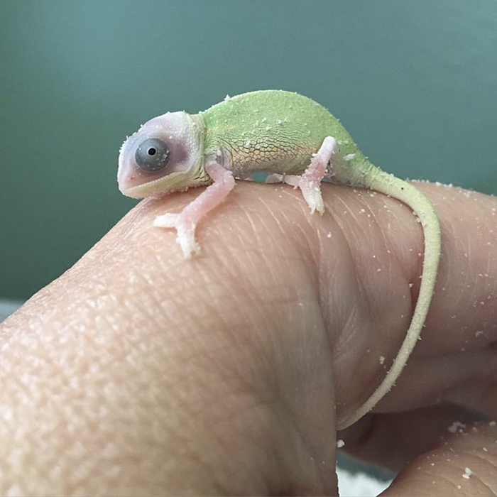 Baby Veiled Chameleon. Just Hatched!