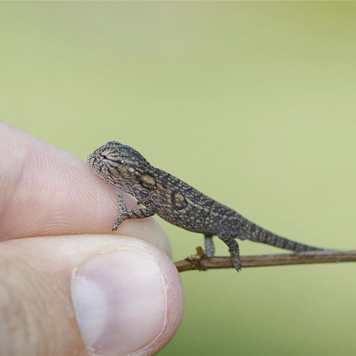 Baby Carpet Chameleon