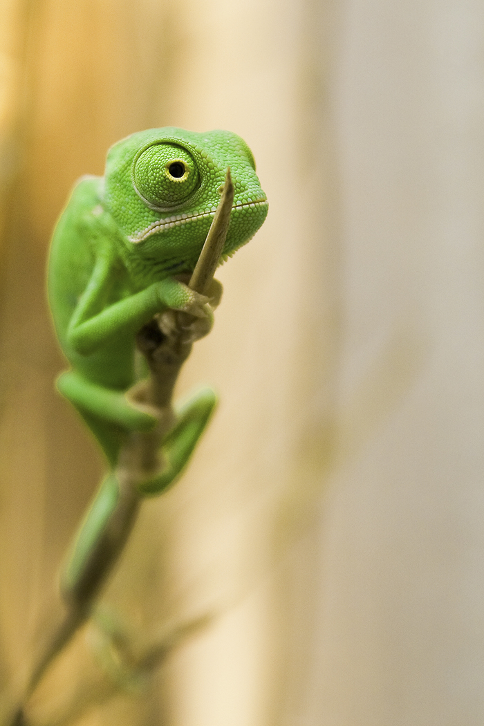 Veiled Chameleon