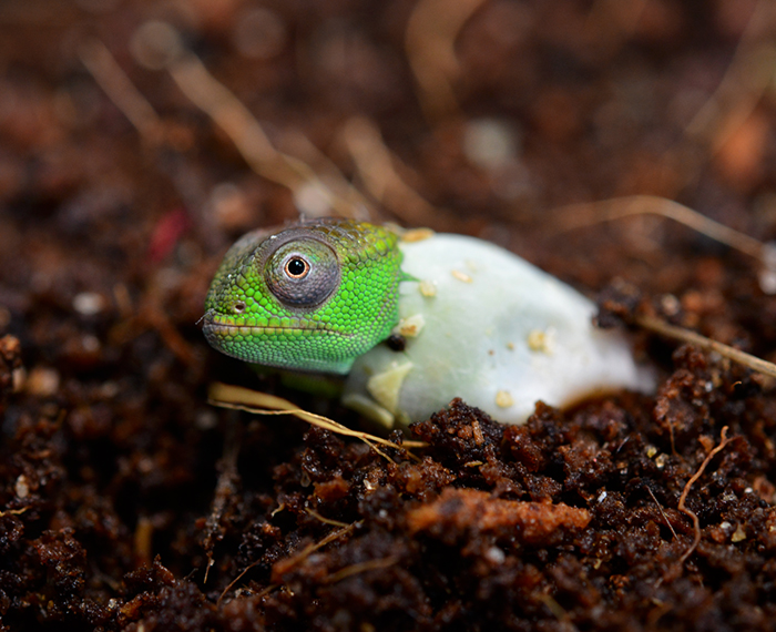 Cute Chameleon Hatching From Its Egg