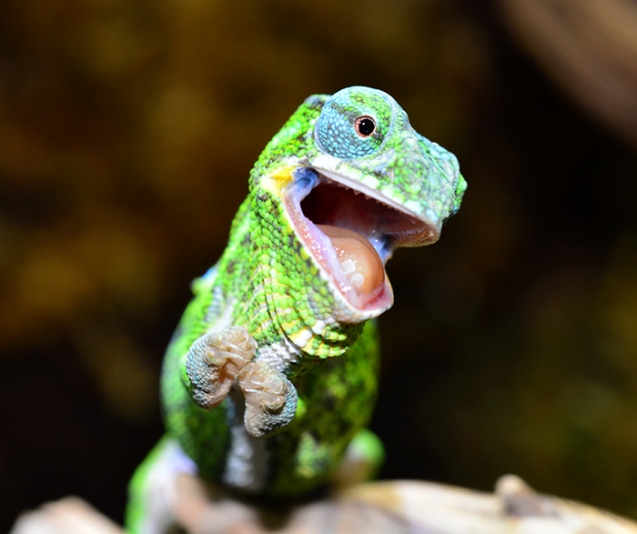 Happy Baby Chameleon