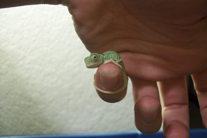 Super Small Chameleon Baby