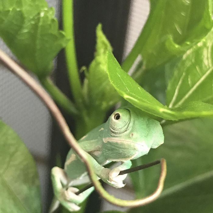 This Little Guy Just Chills Out All Day