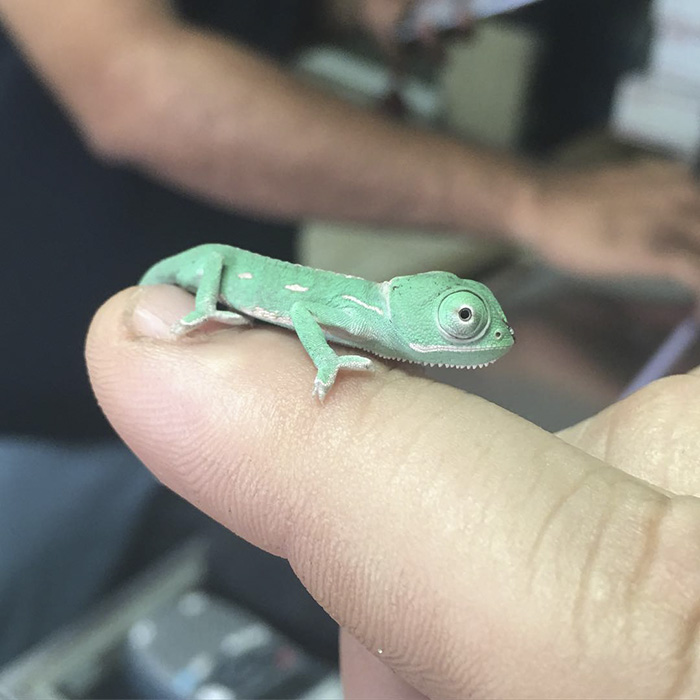 She Is So Tiny - Fits On The Tip Of My Finger. 2 Days Old