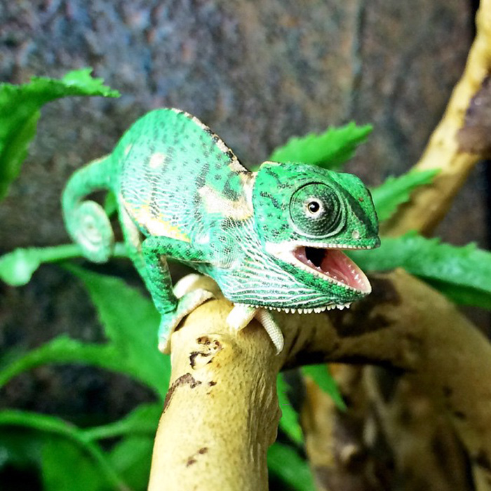 One Of Our Bunch. Too Cute!