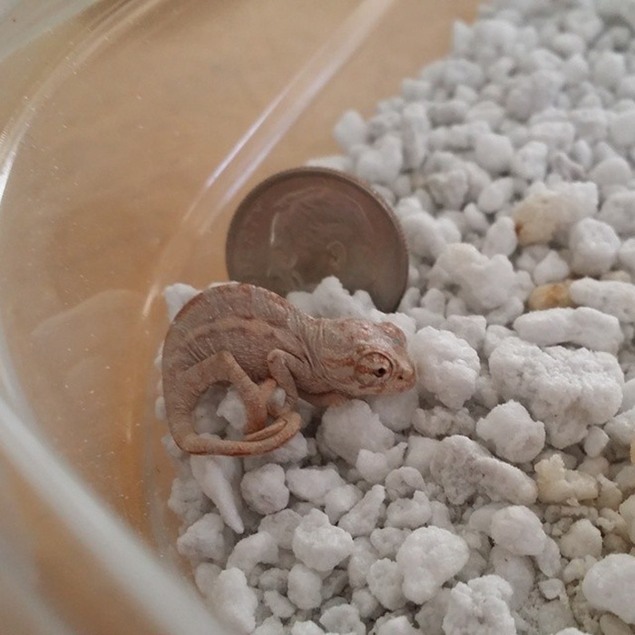 Size Comparison Of The New Hatching Chameleon