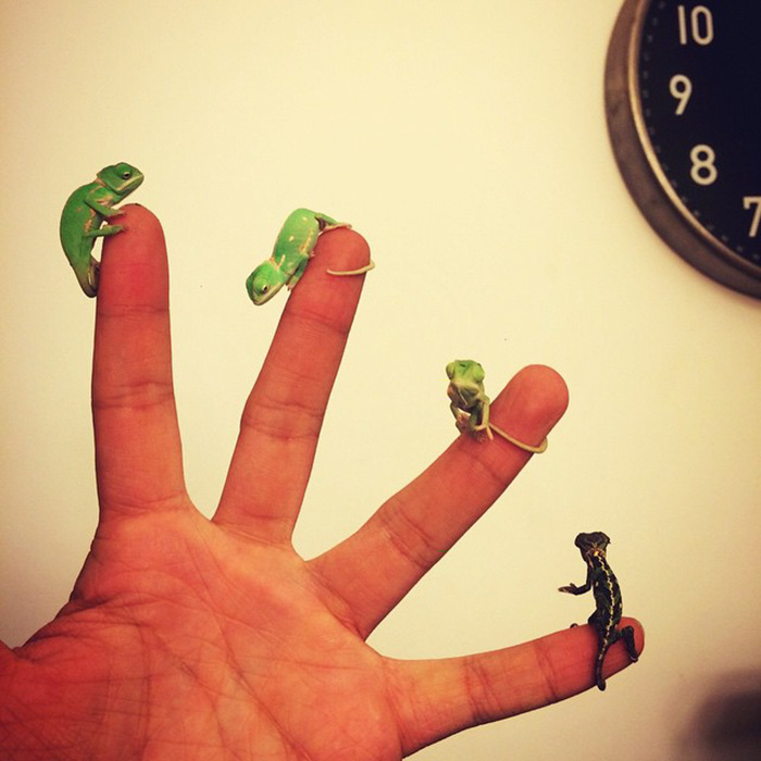 Cute Baby Chameleons