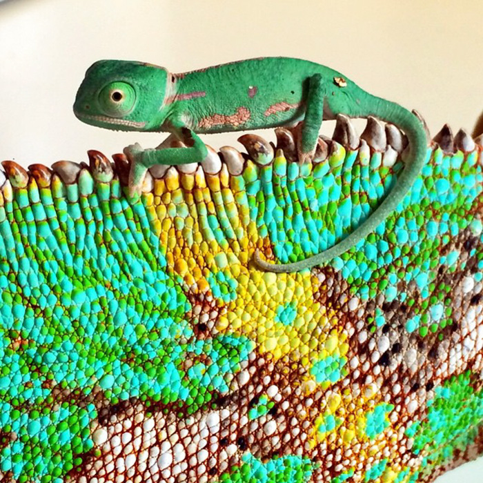 Baby Chameleon On His Mother's Back