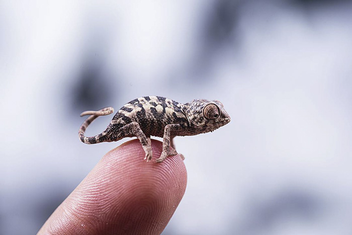 Baby Panther Chameleon
